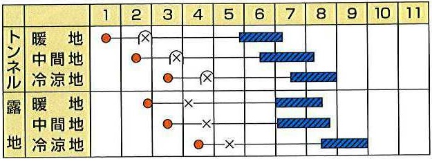 カネコ九重栗作型