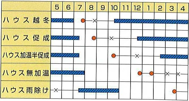 カネコレッドオーレ作型