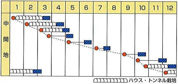 カネコよかった菜作型