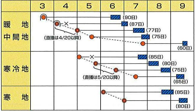 カネコ湯あがり娘作型