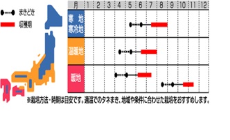 サカタアーロン作型