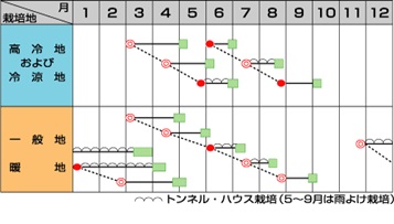 サカタアクティブ作型