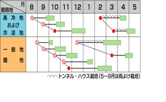 サカタアトラス作型