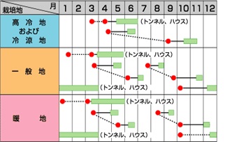 サカタあやめ雪GS