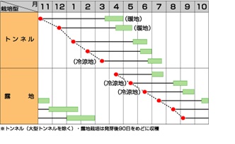 サカタベーターリッチ作型