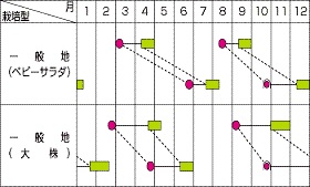 サカタガーデンレタス作型