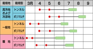 サカタゴールドラッシュ８６作型