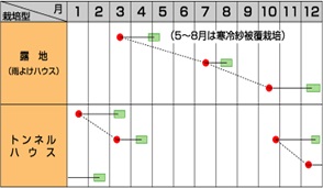 サカタはっけい作型