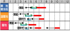 サカタコリンキー作型