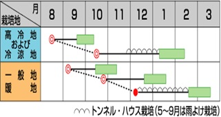 サカタまほろば作型