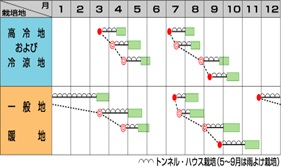 サカタミラージュ作型