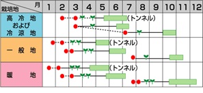 サカタみさき作型