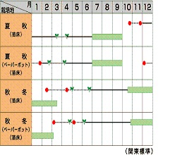 サカタ夏扇4号作型