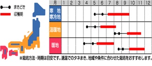 サカタ王湖作型