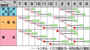 サカタパレード作型