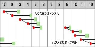 サカタレッドチャイム作型