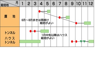 サカタさとゆたか作型