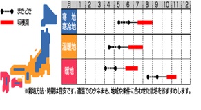 サカタセリーナ作型