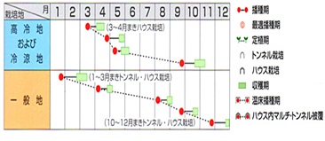 サカタシャオパオ作型