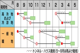 サカタソロモン作型