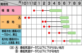 サカタスナック作型