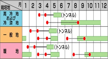 サカタ玉波作型