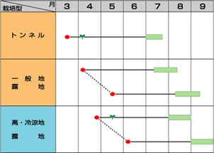サカタ夏の声作型