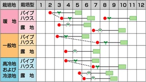 サカタプッチーニ作型