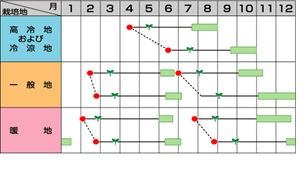 サカタ新藍作型