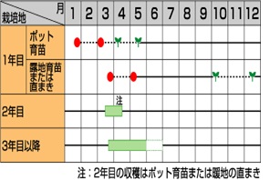 サカタウエルカム作型