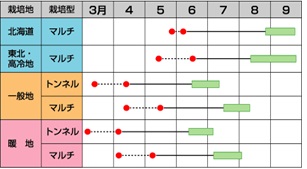 サカタゆめのコーン作型