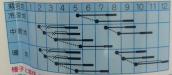 セレモニー作型