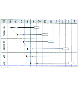 タキイ彩音作型