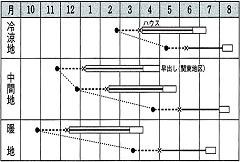 タキイ紅しずく作型