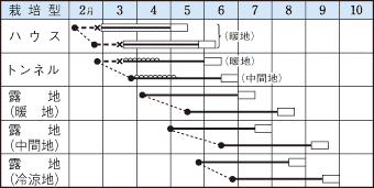 タキイビアフレンド作型