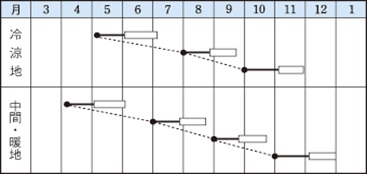 ブライトライト作型