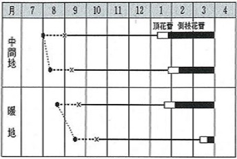 エンデバー作型