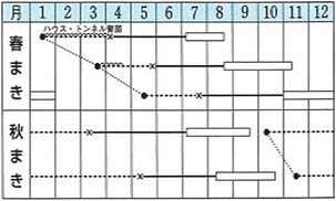 ホワイトスター作型
