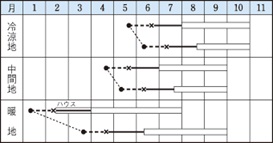 タキイ太れいし作型
