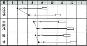 黄ごころ７５作型