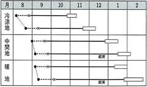 黄ごころ９０作型
