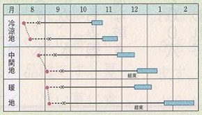 きらぼし８５作型