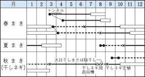 九条太葱作型