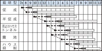 タキイ京ひかり作型