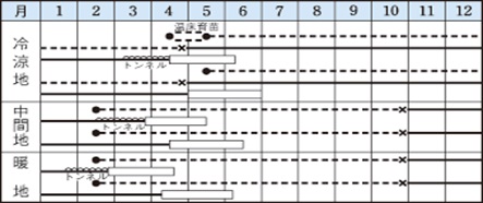 メリーワシントン作型