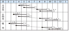 ミニホワイト作型