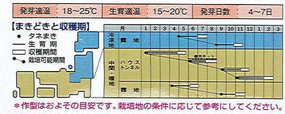 白茎三つ葉作型