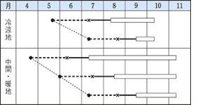 モロヘイヤ作型