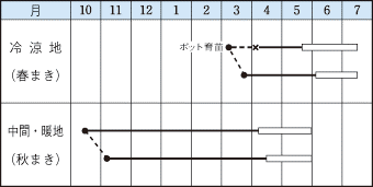 タキイ成駒三十日作型