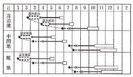 ルビーボール作型